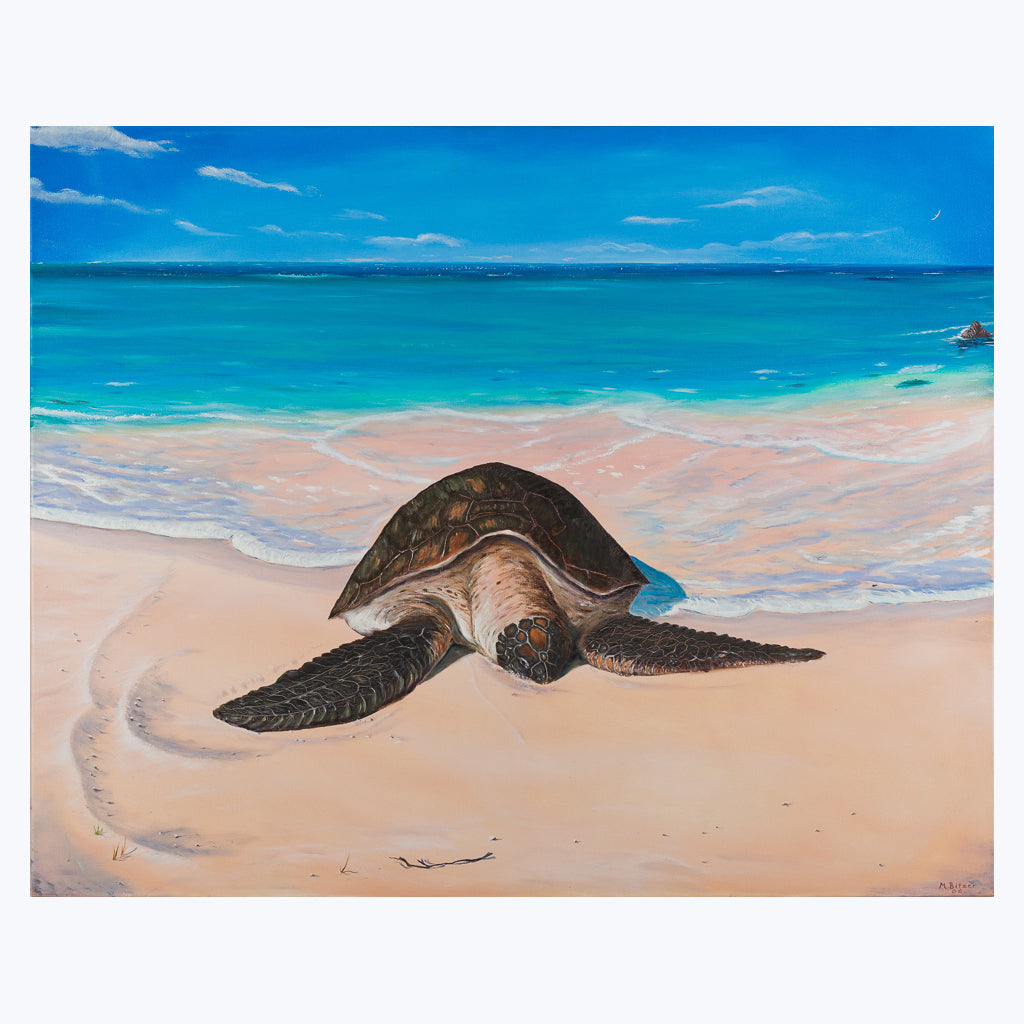Bild "Meeresschildkröte" - Öl auf Leinwand-Wandbilder-Mario Bitzer-UpH Kunstladen