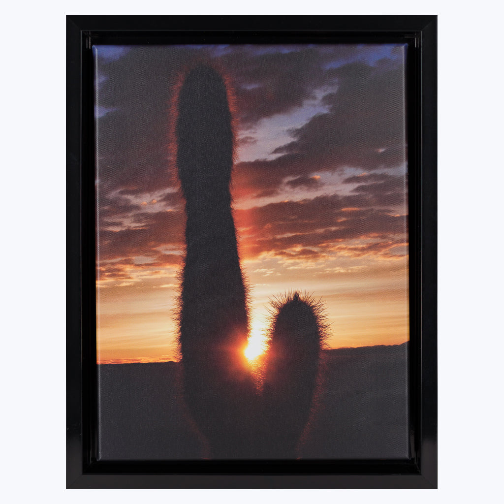 Fotografie "Kaktee beim Sonnenaufgang" - Kunstdruck auf Leinwand-Wandbilder-Gieslind Brodde-UpH Kunstladen