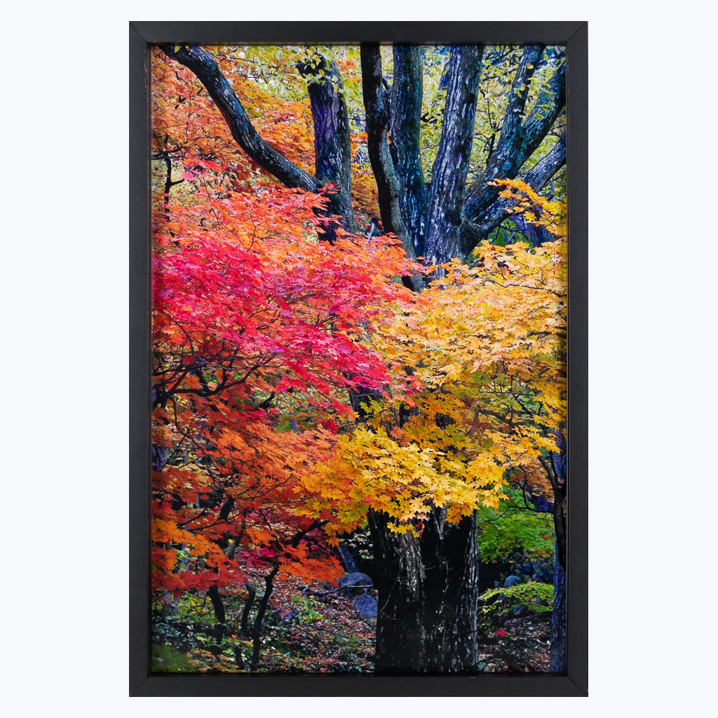 Fotografie "Herbst in Südkorea" - Kunstdruck auf Fotopapier-Wandbilder-Gieslind Brodde-UpH Kunstladen