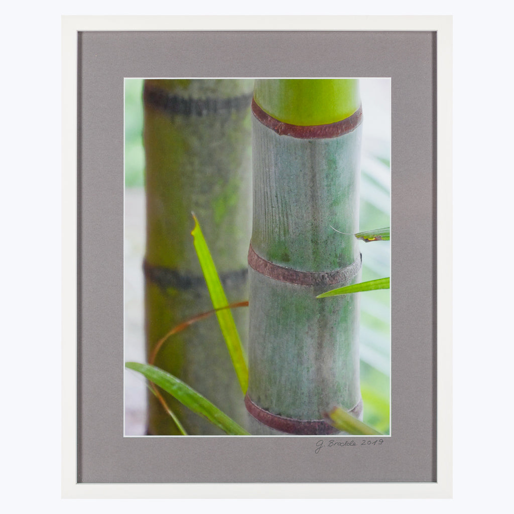 Fotografie "Bambus" - Kunstdruck auf Fotopapier-Wandbilder-Gieslind Brodde-UpH Kunstladen